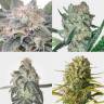 семена конопли для выращивания Safari Mix regular Mandala Seeds семена конопли для выращивания Safari Mix regular Mandala Seeds