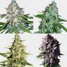 семена конопли марихуаны Safari Mix regular Mandala Seeds семена конопли марихуаны Safari Mix regular Mandala Seeds