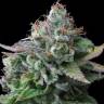 гибридные семена конопли White Widow CBD feminised гибридные семена конопли White Widow CBD feminised