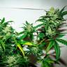 где заказать семена конопли Auto Talas feminised Bang Seeds где заказать семена конопли Auto Talas feminised Bang Seeds