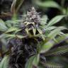семена конопли от производителя Dinamed CBD feminised Dinafem Seeds семена конопли от производителя Dinamed CBD feminised Dinafem Seeds