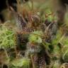 интернет магазин семян конопли Dinamed CBD feminised Dinafem Seeds интернет магазин семян конопли Dinamed CBD feminised Dinafem Seeds
