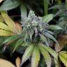 семена  медицинской конопли Dinamed CBD feminised Dinafem Seeds семена  медицинской конопли Dinamed CBD feminised Dinafem Seeds