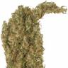 заказ семян конопли Mekong High feminised Dutch Passion Seeds заказ семян конопли Mekong High feminised Dutch Passion Seeds