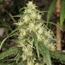семена конопли недорого Mekong High feminised Dutch Passion Seeds семена конопли недорого Mekong High feminised Dutch Passion Seeds