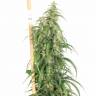 семена конопли Mekong High feminised Dutch Passion Seeds семена конопли Mekong High feminised Dutch Passion Seeds