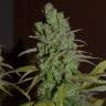 семена конопли феминизированные Orange Candy (Naranchup) feminised Philosopher Seeds семена конопли феминизированные Orange Candy (Naranchup) feminised Philosopher Seeds