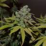 качественные семена конопли Orange Candy (Naranchup) feminised Philosopher Seeds качественные семена конопли Orange Candy (Naranchup) feminised Philosopher Seeds