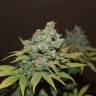 урожайные семена конопли Orange Candy (Naranchup) feminised Philosopher Seeds урожайные семена конопли Orange Candy (Naranchup) feminised Philosopher Seeds