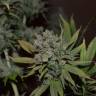 семена конопли в оригинальных упаковках Orange Candy (Naranchup) feminised Philosopher Seeds семена конопли в оригинальных упаковках Orange Candy (Naranchup) feminised Philosopher Seeds