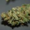 семена конопли недорого Orange Candy (Naranchup) feminised Philosopher Seeds семена конопли недорого Orange Candy (Naranchup) feminised Philosopher Seeds