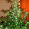 семена конопли аутдор Auto Jack Herer feminised GanjaLiveSeeds семена конопли аутдор Auto Jack Herer feminised GanjaLiveSeeds