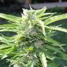 семена конопли в интернете Auto Critical Kush feminised Barneys Farm семена конопли в интернете Auto Critical Kush feminised Barneys Farm