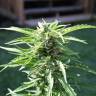 семена конопли скороспелый купить Auto Critical Kush feminised Barneys Farm семена конопли скороспелый купить Auto Critical Kush feminised Barneys Farm