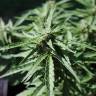 семена конопли гидропоники Auto Critical Kush feminised Barneys Farm семена конопли гидропоники Auto Critical Kush feminised Barneys Farm