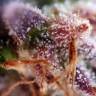 семена конопли марихуаны Auto Kush feminised семена конопли марихуаны Auto Kush feminised