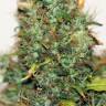 семена конопли в интернете Auto Kush feminised семена конопли в интернете Auto Kush feminised