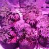 семена конопли элитных сортов Swiss Cheese feminised Nirvana Seeds семена конопли элитных сортов Swiss Cheese feminised Nirvana Seeds
