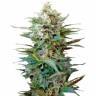 Семена конопли Auto Big Devil XL feminised GanjaLiveSeeds Семена конопли Auto Big Devil XL feminised GanjaLiveSeeds