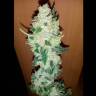 Качественные семена марихуаны Auto Big Devil XL feminised GanjaLiveSeeds Качественные семена марихуаны Auto Big Devil XL feminised GanjaLiveSeeds
