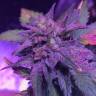семена конопли для выращивания Pure Kush feminised семена конопли для выращивания Pure Kush feminised