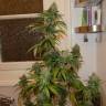 мощные семена конопли White Satin regular Mandala Seeds мощные семена конопли White Satin regular Mandala Seeds