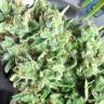 Mango Haze CBD feminised Ganja Seeds Mango Haze CBD feminised Ganja Seeds
