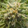семена конопли для курения CBD Mango Haze feminised семена конопли для курения CBD Mango Haze feminised