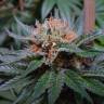 семена конопли Спб Auto Talkan feminised Bang Seeds семена конопли Спб Auto Talkan feminised Bang Seeds