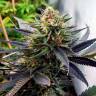 семена конопли почтой Auto Talkan feminised Bang Seeds семена конопли почтой Auto Talkan feminised Bang Seeds
