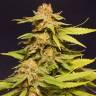 семена индийской конопли Big Bull feminised Kannabia Seeds семена индийской конопли Big Bull feminised Kannabia Seeds