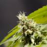мощные семена конопли Big Bull feminised Kannabia Seeds мощные семена конопли Big Bull feminised Kannabia Seeds