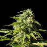 семена конопли в фирменной упаковке Big Bull feminised Kannabia Seeds семена конопли в фирменной упаковке Big Bull feminised Kannabia Seeds