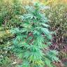 семена конопли интернет магазин Big Bull feminised Kannabia Seeds семена конопли интернет магазин Big Bull feminised Kannabia Seeds