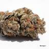 где можно заказать семена конопли Meringue feminised Dutch Passion Seeds где можно заказать семена конопли Meringue feminised Dutch Passion Seeds