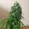 семена конопли марихуаны Sour Diesel feminised Reserva Privada семена конопли марихуаны Sour Diesel feminised Reserva Privada