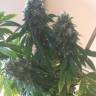 семена конопли аутдор Sour Diesel feminised Reserva Privada семена конопли аутдор Sour Diesel feminised Reserva Privada