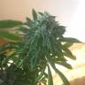 семена конопли в интернете Sour Diesel feminised Reserva Privada семена конопли в интернете Sour Diesel feminised Reserva Privada
