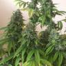семена конопли гидропоники Sour Diesel feminised Reserva Privada семена конопли гидропоники Sour Diesel feminised Reserva Privada