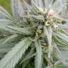 заказ семян конопли Москва Biddy Early regular Serious Seeds заказ семян конопли Москва Biddy Early regular Serious Seeds