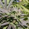 заказ семян конопли Спб Biddy Early regular Serious Seeds заказ семян конопли Спб Biddy Early regular Serious Seeds