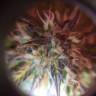 семена конопли марихуаны Auto Amnesia Haze feminised GanjaLiveSeeds семена конопли марихуаны Auto Amnesia Haze feminised GanjaLiveSeeds