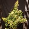 семена конопли купить онлайн Auto Skunk regular семена конопли купить онлайн Auto Skunk regular