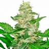 мощные семена конопли Auto Skunk regular мощные семена конопли Auto Skunk regular