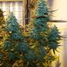 заказать на сайте семена конопли Auto AK Skunk regular заказать на сайте семена конопли Auto AK Skunk regular