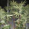 конопля семена сорта заказать Auto Blue Amnesia feminised конопля семена сорта заказать Auto Blue Amnesia feminised