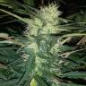 семена индийской конопли Auto Blue Amnesia feminised семена индийской конопли Auto Blue Amnesia feminised