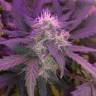 заказ семян конопли Спб Auto Blue Amnesia feminised заказ семян конопли Спб Auto Blue Amnesia feminised