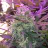 семена конопли Россия Auto Blue Amnesia feminised семена конопли Россия Auto Blue Amnesia feminised