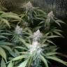 семена культурной конопли купить Auto Blue Amnesia feminised семена культурной конопли купить Auto Blue Amnesia feminised